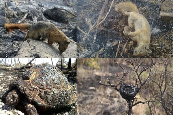 ردپای قاچاقچیان چوب در آتش‌سوزی‌ جنگل‌های زاگرس/ ستاد بحران یک ریال هم به محیط زیست کمک نکرد 
