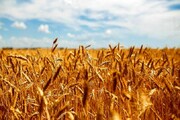 بیش از ۹۶ میلیون تن گندم طی ۳۰ سال وارد کشور شده است