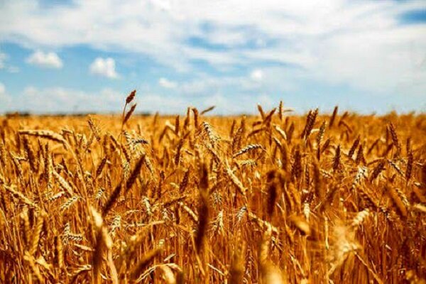  چرا باید در تولید گندم خودکفا شویم؟