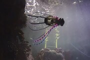 ساخت ربات ماهی مرکب+فیلم