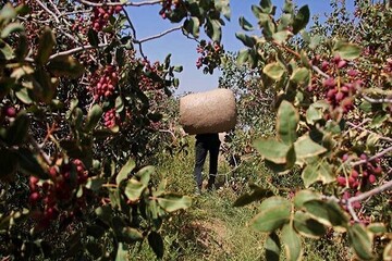 پسته رفسنجان زیر فشار کم‌آبی و تغییر اقلیم؛ راه نجات محصول صادراتی کرمان چیست؟