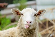 خواص مفید زبان گوسفند برای سلامتی انسان