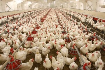 روزانه هزار تن مرغ از مرغداران داخلی خریداری می‌شود