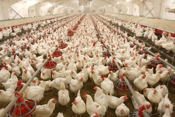 روزانه فقط ۲۰۰ تن مرغ در تهران عرضه می‌شود/ به مردم دروغ نگوییم
