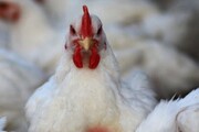 وعده چندباره وزارت جهاد کشاورزی برای کاهش قیمت مرغ
