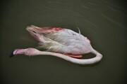 تالاب میانکاله؛ قتلگاه پرندگان مهاجر