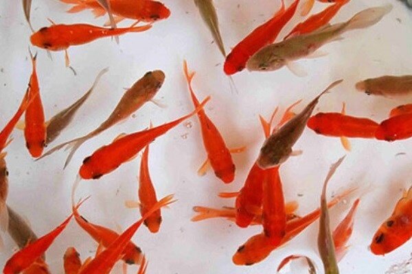 ماهی قرمز عامل انتقال کرونا نیست اما مراقب باشید 