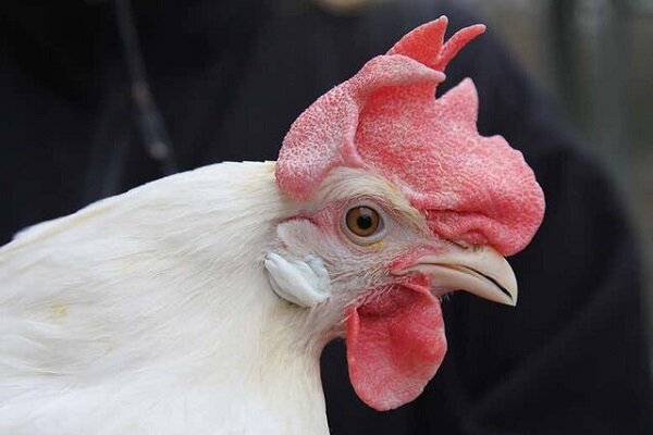  دولت برای حمایت از تولید مرغ ایرانی را گران‌تر می‌خرد