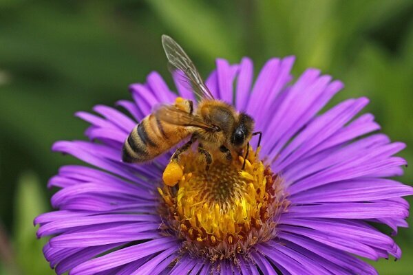 درمان و داروهای خانگی برای نیش زنبورهای عسل