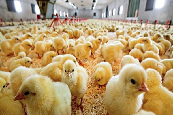 قاچاق جوجه یکروزه از کشور/بازار مرغ در خطر التهاب مجدد!