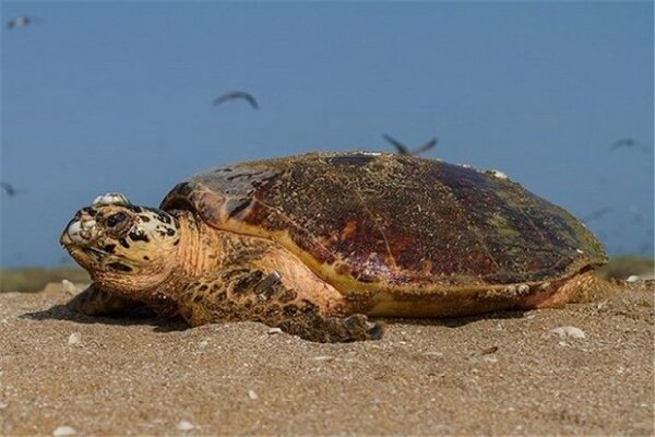 تخم گذاری لاکپشت‌های دریایی در نایبند