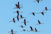 مهاجرت ۲۴۰ گونه پرنده به تهران !