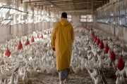 شکل گیری مافیا در خوراک دامی/ تهدید مرغداران به منع تولید جوجه