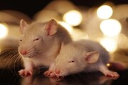 دانشمندان با کاشت ایمپلنت مغزی، موش‌ها را اجتماعی کردند