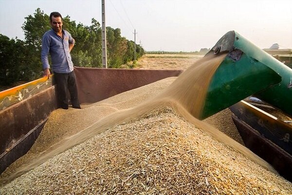 افزایش ۵۸ درصدی خرید گندم نسبت به سال گذشته