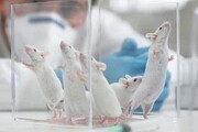تاثیر ۶ هفته تمرین بر سطوح پروتئین‌های بافت احشایی چربی موش‌های صحرایی