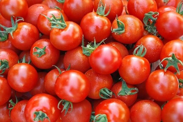قیمت گوجه فرنگی نزولی می‌شود؟