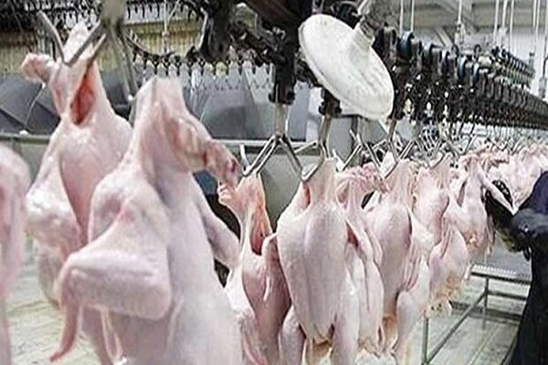 قیمت مرغ گرم چهارشنبه ۲۵ خرداد ۱۴۰۱