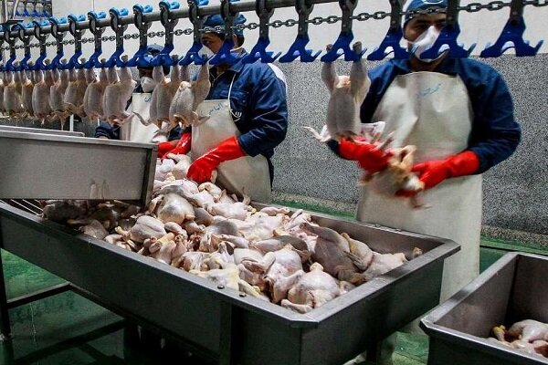 عرضه ۶۵ هزار تن گوشت مرغ در ۱۰ روز پایانی خرداد