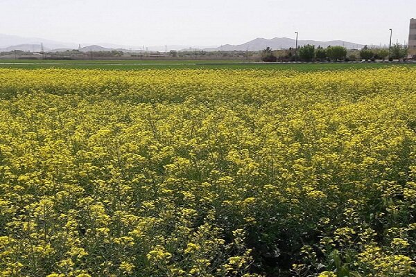 برداشت دانه‌های روغنی از مزارع دانشگاه آزاد اسلامی استان مرکزی