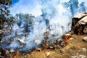 عمدی بودن بخشی از آتش‌سوزی‌ جنگل‌های زاگرس؛ نهادهای امنیتی به موضوع ورود کنند