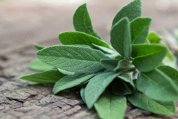 آشنایی با خواص بی نظیر مریم گلی برای تسکین درد