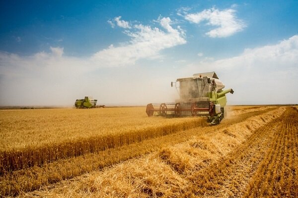 خرید گندم نسبت به سال قبل ۵۶ درصد رشد داشته است