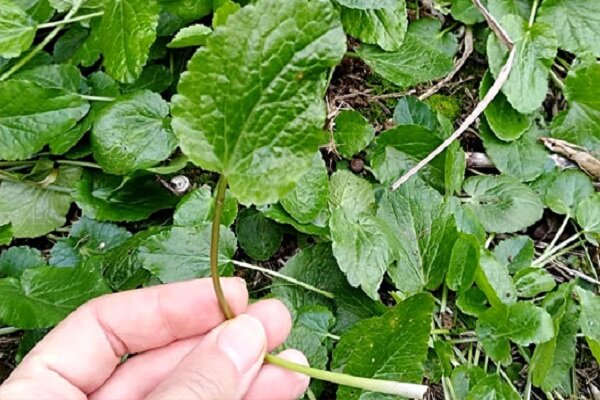 از خواص گیاه چوچاق چه می دانید؟