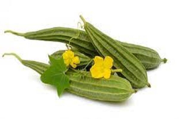 طب سنتی / گیاه لوفا یا قنطریون صغیر چه خواصی دارد؟