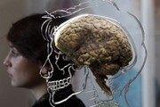 مغز انسان پس از شروع تمدن‌های باستان کوچک شد