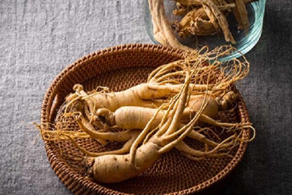 طب سنتی / آنچه لازم است در مورد جنسینگ بدانید