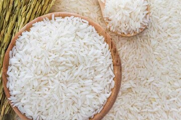 تولید برنج حدود ۲۰ درصد نسبت به سال قبل کاهش خواهد یافت