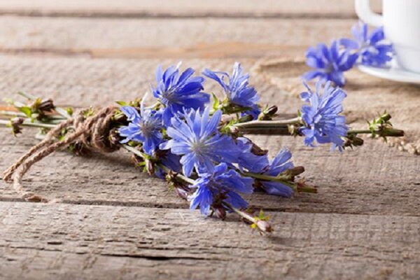 طب سنتی / خواص عرق کاسنی و تاثیرات آن بر بدن