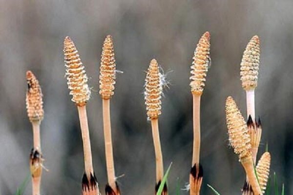 طب سنتی / خواص گیاه دم اسبی