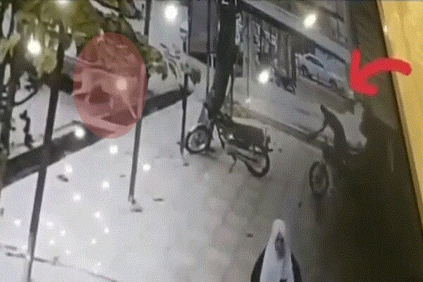 لحظه حمله گرگ به یک شهروند در جوانرود + فیلم
