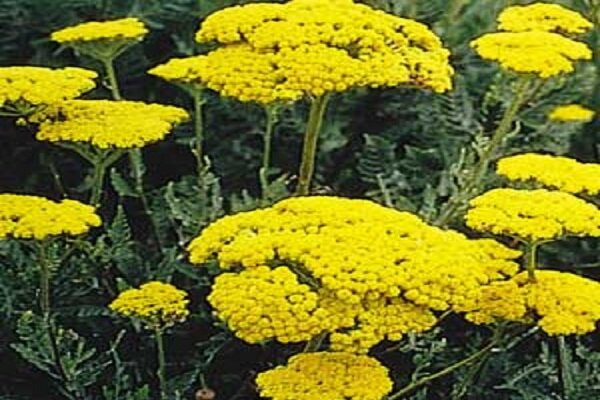 طب سنتی / آشنایی با خواص گیاه بومادران