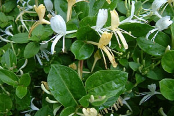 طب سنتی / خواص گیاه پیچ امین الدوله