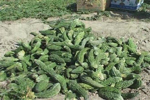 طب سنتی / کارلا مؤثرترین گیاه در درمان دیابت