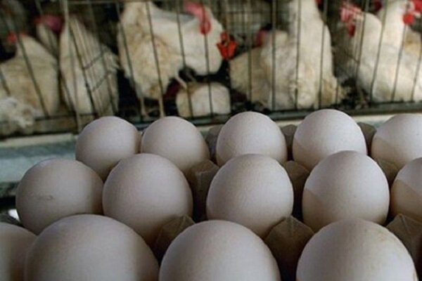 صادرات مرغ و تخم مرغ آزاد شد