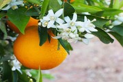 بهار نارنج و خواص خاص آن برای سلامت قلب و مغز
