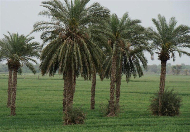 خماط