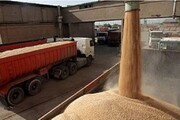 خرید تضمینی ۴.۲ تن گندم در کشور / ۷۰ درصد مطالبات کشاورزان پرداخت شده است