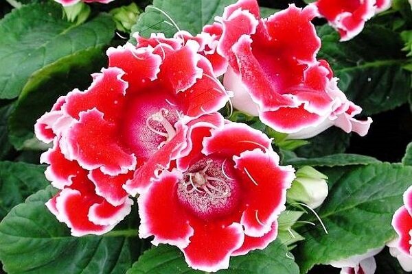 راز نگهداری گل زیبای گلوکسینیا در منزل