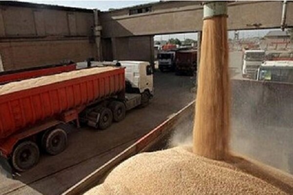  قیمت جهانی گندم به کمترین میزان دو سال گذشته رسید