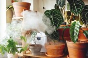 اشتباه مراقبت از گیاه آپارتمانی که منجربه مرگ گیاه می‌شود