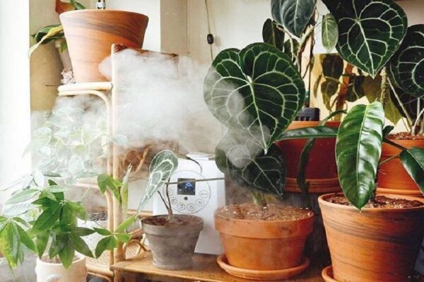 گیاهان آپارتمانی با نگهداری ساده و بهتر در منزل
