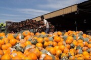 کاهش شدید قیمت پرتقال و نارنگی در بازار