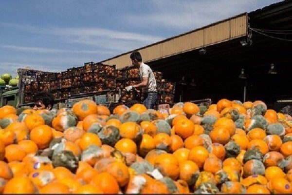 سیب و پرتقال شب عید با قیمت زیر ۱۳ هزار تومان توزیع می‌شود