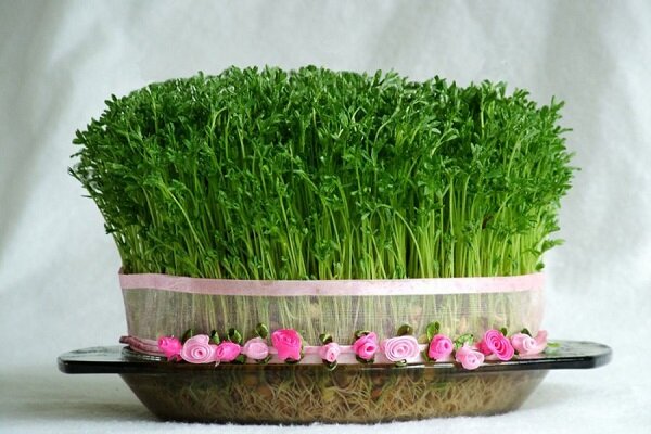 نحوه کاشتن سبزه عید نوروز با ماش