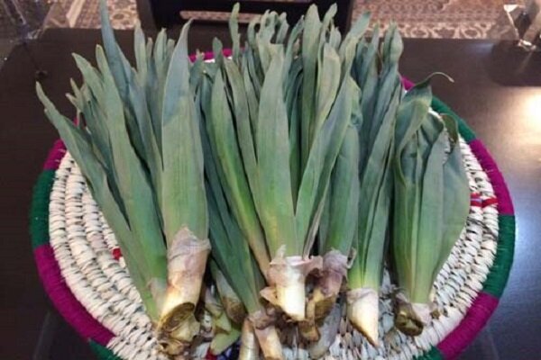 طب سنتی/ خواص دارویی سیر وحشی